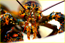 Cornwall Tourism Magazine - Lobsters eyes
